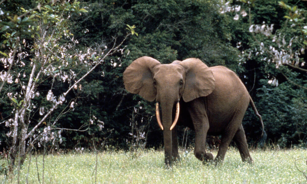 Африканський лісовий слон